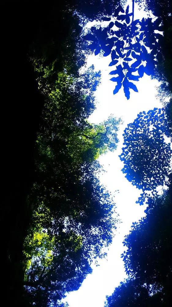 虫虫助手下载